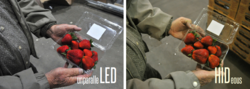 strawberries under Noribachi LED and under regular light